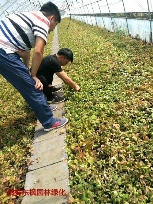 夏日來臨，當(dāng)你吹空調(diào)喊熱的時候，讓我?guī)阋黄鹱哌M(jìn)東楓園林體驗一下東楓人高溫下工作不一樣的夏日風(fēng)采
