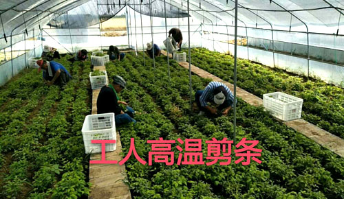 夏日來臨，當(dāng)你吹空調(diào)喊熱的時候，讓我?guī)阋黄鹱哌M(jìn)東楓園林體驗一下東楓人高溫下工作不一樣的夏日風(fēng)采