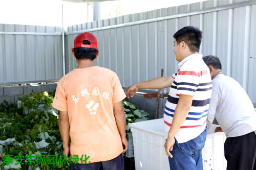 夏日來臨，當(dāng)你吹空調(diào)喊熱的時候，讓我?guī)阋黄鹱哌M(jìn)東楓園林體驗一下東楓人高溫下工作不一樣的夏日風(fēng)采