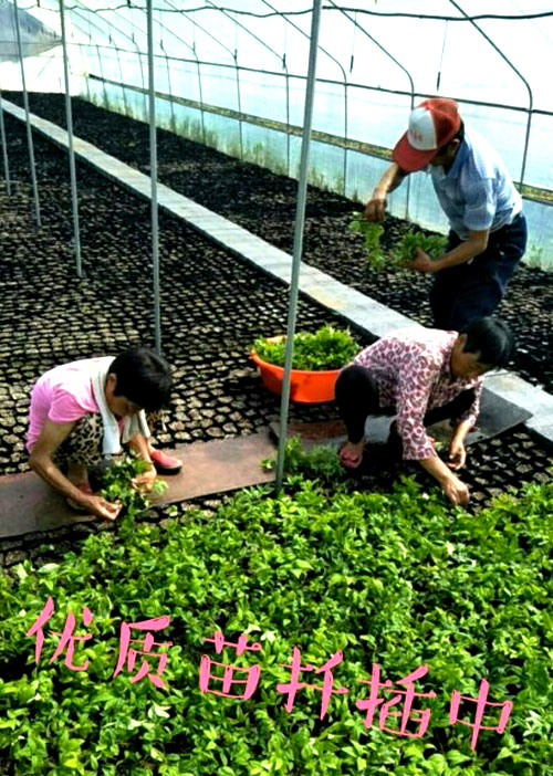 夏日來臨，當(dāng)你吹空調(diào)喊熱的時候，讓我?guī)阋黄鹱哌M(jìn)東楓園林體驗一下東楓人高溫下工作不一樣的夏日風(fēng)采