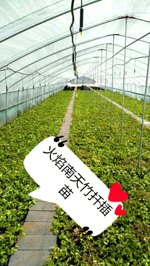 夏日來臨，當(dāng)你吹空調(diào)喊熱的時候，讓我?guī)阋黄鹱哌M(jìn)東楓園林體驗一下東楓人高溫下工作不一樣的夏日風(fēng)采