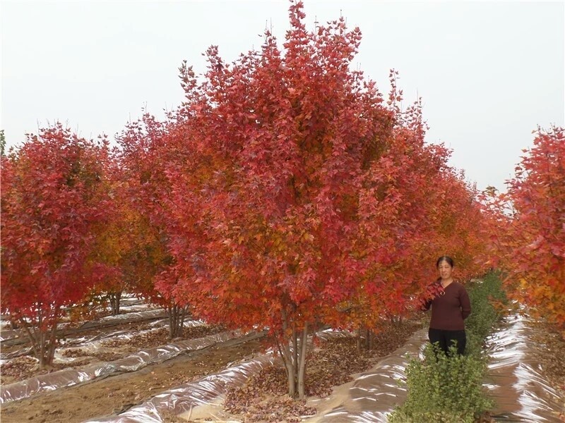 彩色苗木之王—美國(guó)紅楓，還能紅多久？