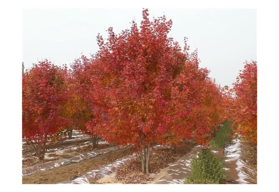 彩色苗木之王—美國(guó)紅楓，還能紅多久？