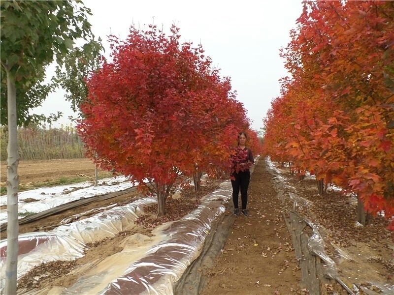 彩色苗木之王—美國(guó)紅楓，還能紅多久？