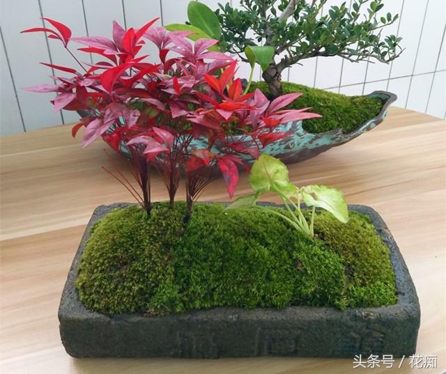 火焰南天竹入市以來(lái)熱度不減，未來(lái)幾年市場(chǎng)好！