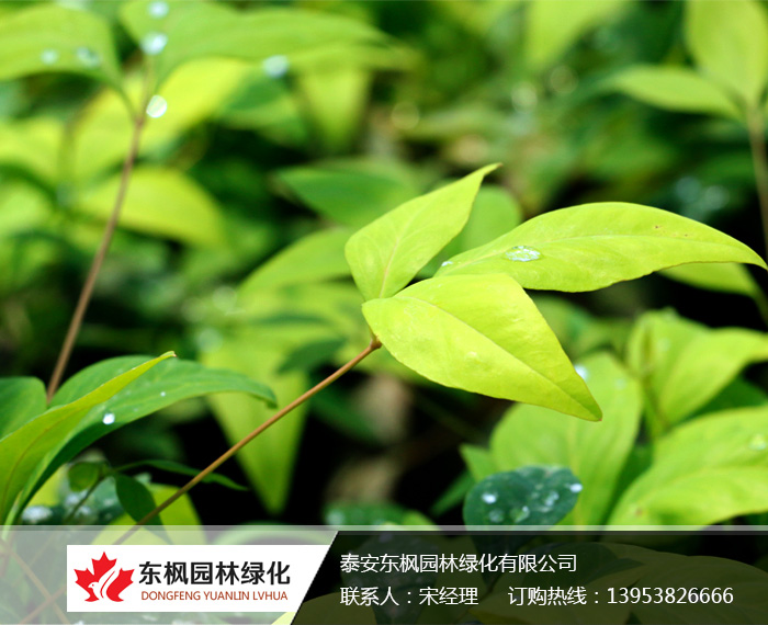 火焰南天竹栽種、澆水、施肥等及擺放環(huán)境