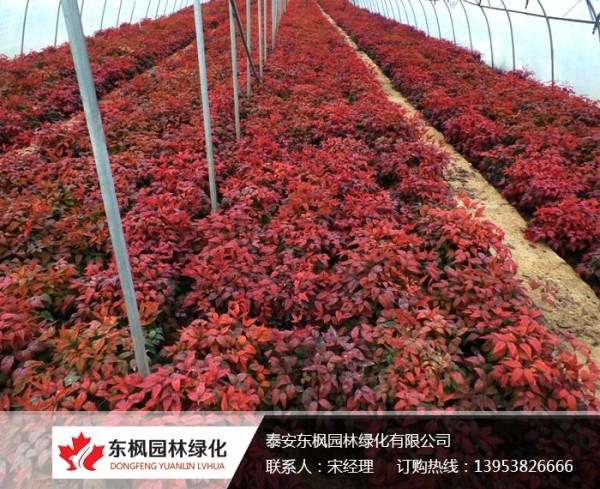 火焰南天竹栽種、澆水、施肥等及擺放環(huán)境