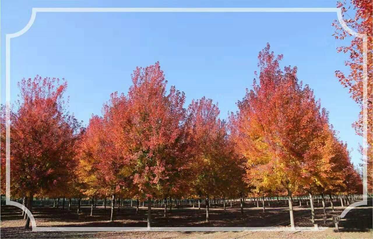 它，秋之嬌子——美國紅點(diǎn)紅楓
