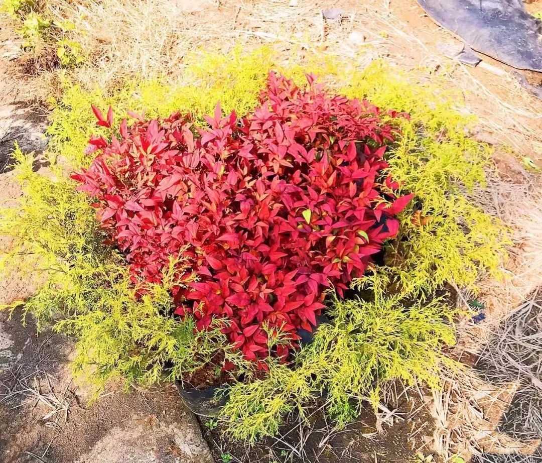 凌霜傲雪，夏透碧翠；近凝眸，紅光瀲艷，精神抖擻------火焰南天竹