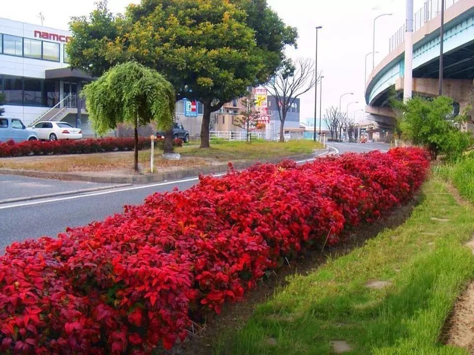凌霜傲雪，夏透碧翠；近凝眸，紅光瀲艷，精神抖擻------火焰南天竹