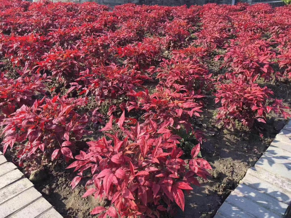 凌霜傲雪，夏透碧翠；近凝眸，紅光瀲艷，精神抖擻------火焰南天竹