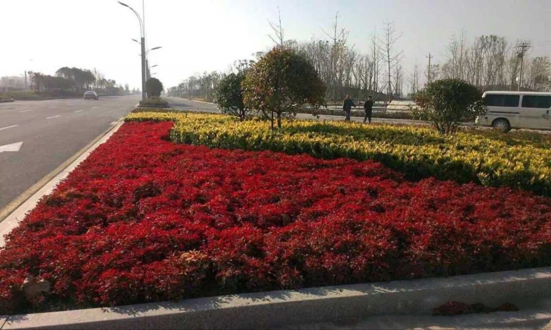 凌霜傲雪，夏透碧翠；近凝眸，紅光瀲艷，精神抖擻------火焰南天竹
