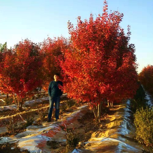 叢生多桿苗木市場(chǎng)需求火爆，叢生紅點(diǎn)紅楓正在逐漸走俏……