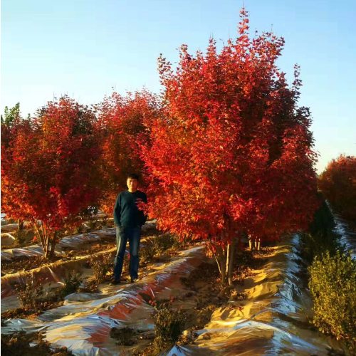 叢生多桿苗木市場(chǎng)需求火爆，叢生紅點(diǎn)紅楓正在逐漸走俏……