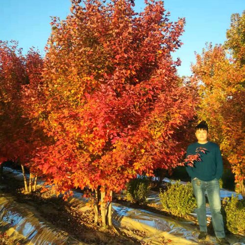 叢生多桿苗木市場(chǎng)需求火爆，叢生紅點(diǎn)紅楓正在逐漸走俏……