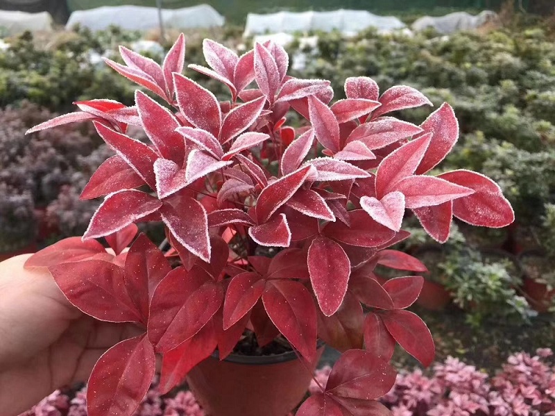 紅葉南天竹|火焰南天竹具備哪些觀特性？