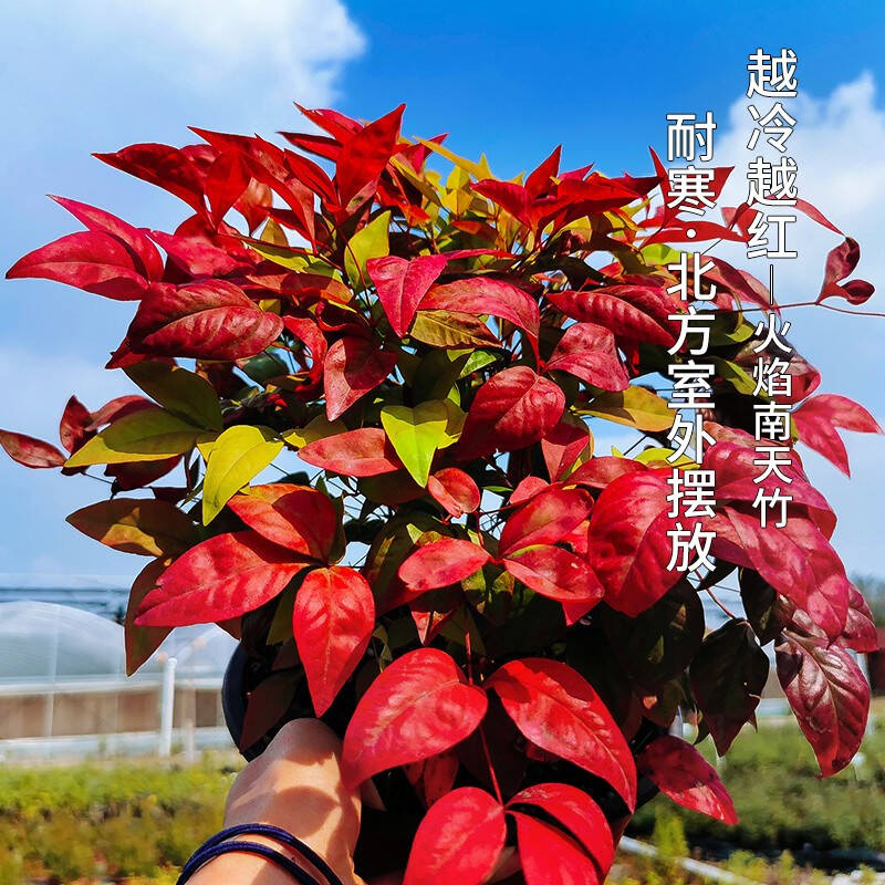 火焰南天竹——在冰冷的冬天，送你暖的色彩！