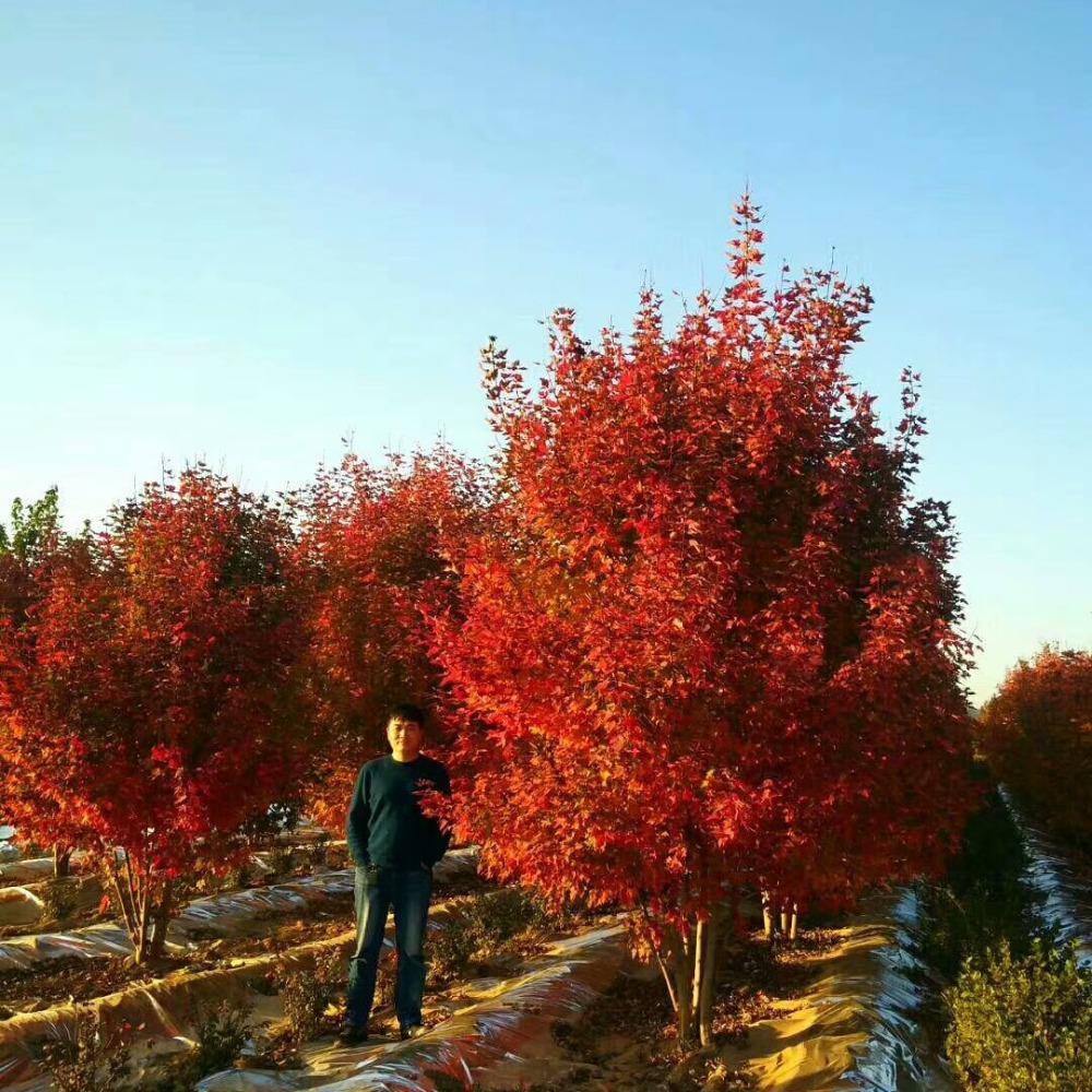 美國(guó)紅楓，在砥礪前行中預(yù)見(jiàn)未來(lái)